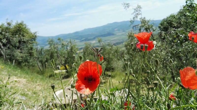 مبيت وإفطار Sant'Angelo in Colle Colombaio In Colle المظهر الخارجي الصورة